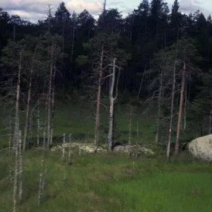 Болотцо