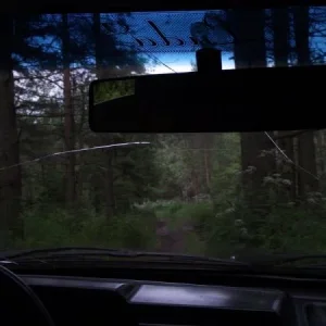 Лесом