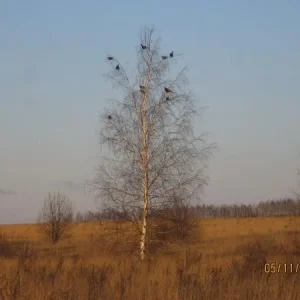 Тетерева.
