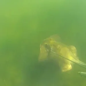 Скат