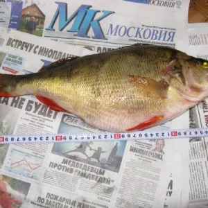 Окунь подмосковья