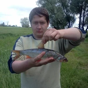 Подуст