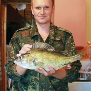 Окунёк 1,3 кг