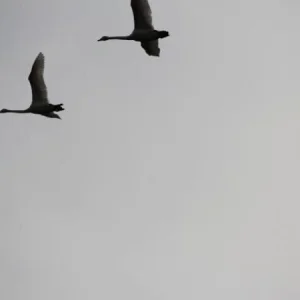 IMG 4153