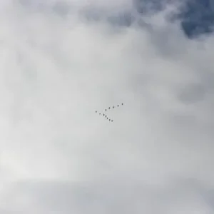 Гуси...
