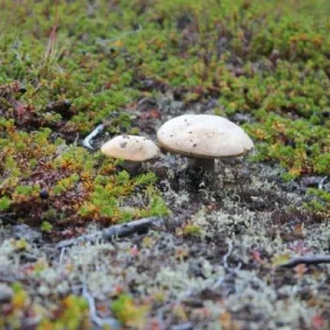 IMG 3720 700x467