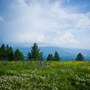 Алтайское разнотравье...  вся аптека под ногами...