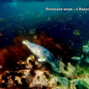 тюлень Ларго