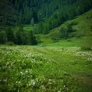 Луга горного Алтая