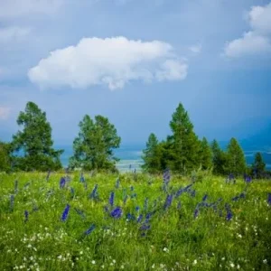 Луга горного Алтая