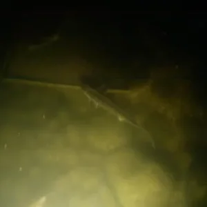 Рыбки