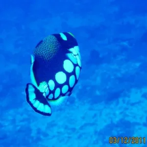 Спинорог - Клоун  Balistoides conspicillum