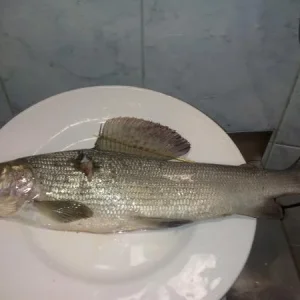 хариус