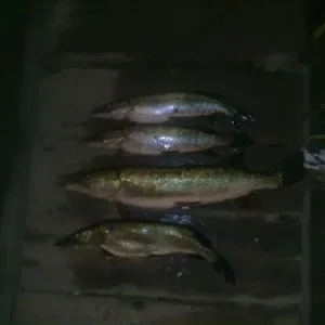 28102012163