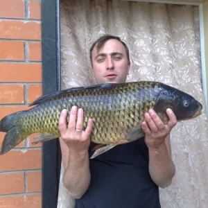 Сазан 5 кг