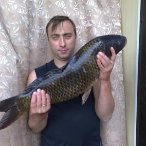 сазан