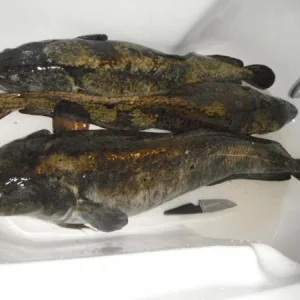 DSCF4094 Пудожские налимы, большой 9,2кг