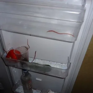 DSC00530