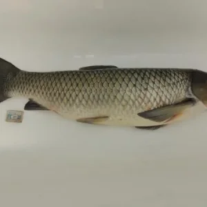 Амурчик 8.80