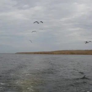 IMG 0038 Наскочили на меляк, чайки довольны..