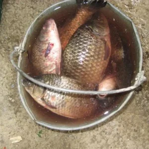 IMG 0042 Это поедет домой )))