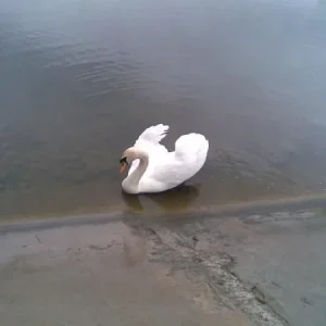 зщш (5)