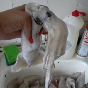 кальмар