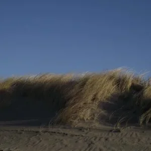 Тростник