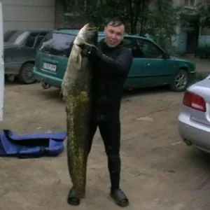 Сом 40кг пойман также в городе на пляже река Илек  подстрелен на вылет ружьем Пеленгас