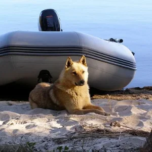 Корела сторожит пароход.