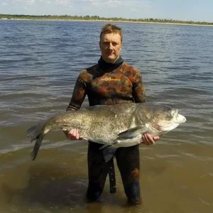 Толстолоб 33кг