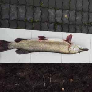 5800