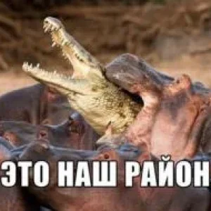 Подвохи поймали бракушу