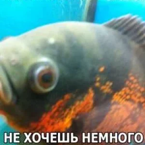 [No title]