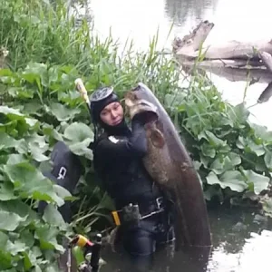 сомик пойман прямо в городе под мостом