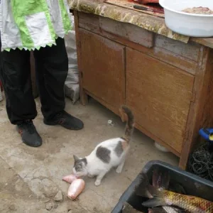 Котяра