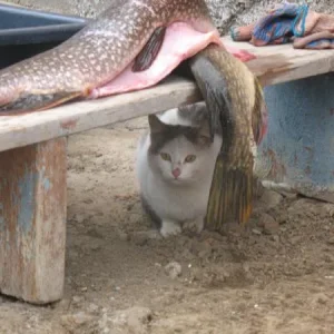 Охриневший котяра
