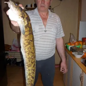 Зимой и это рыба!