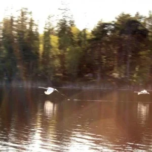 лебеди