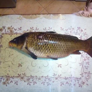 Карпишка