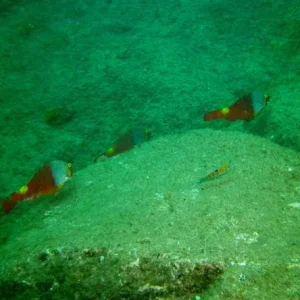 PICT0074.600x450