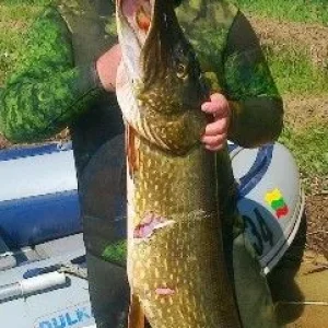 14,5 kg