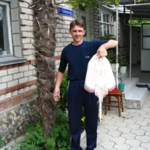 лисица