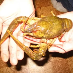 наши раки