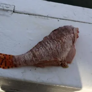 hygf