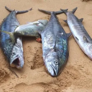 IMG 20150206 WA0002