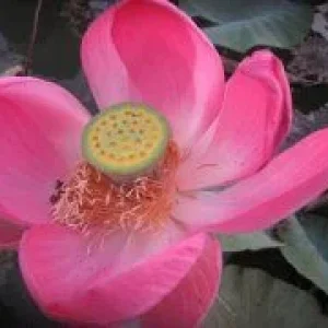 image (20)