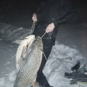 Бамуры