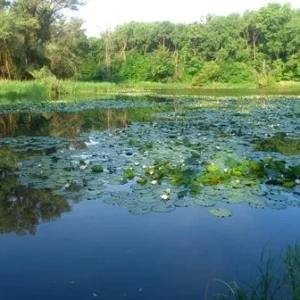DSC 1300