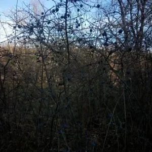 IMG 20151107 141742